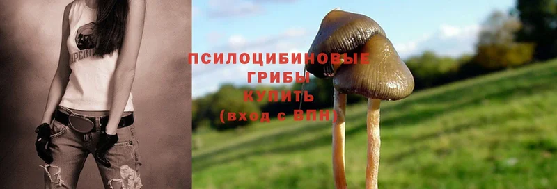 Галлюциногенные грибы Psilocybine cubensis  Серов 